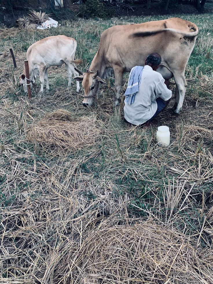 Bilona Ghee cow ghee proses